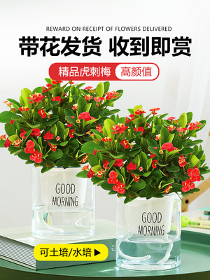 海棠綠植最佳優(yōu)惠 24款優(yōu)惠海棠綠植產品推薦