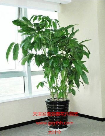 天津綠植花卉產業(yè)新貌 銷售、租賃與養(yǎng)護一站式服務探析