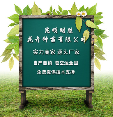 大花月季苗 大花多花四季開花多品種價(jià)格優(yōu)