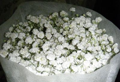 “一片星辰，一場花事” 鮮切花市場中的“雜草與鮮花”新觀察